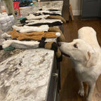 No-Stuffing Squeaky Dog Toy