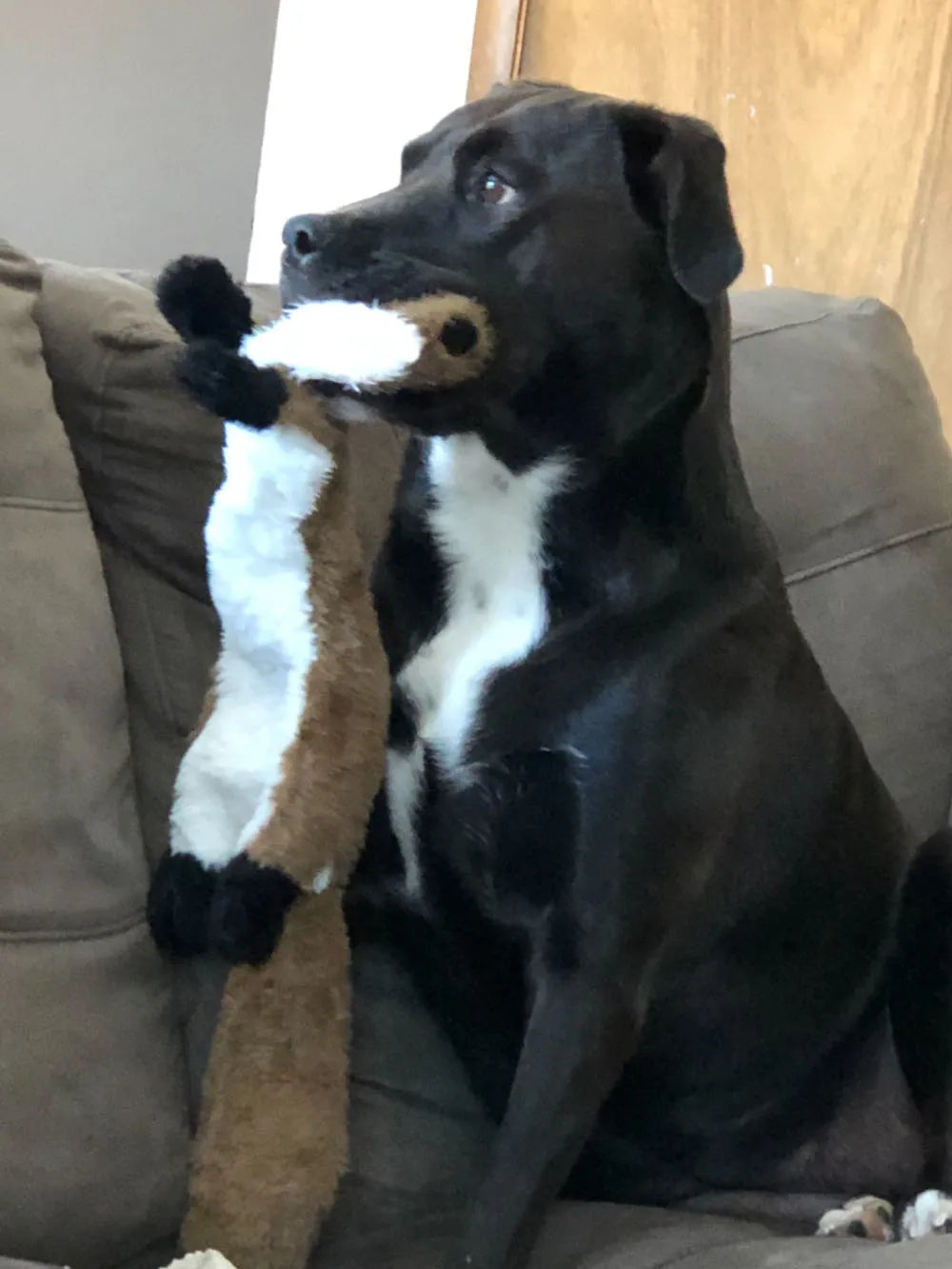 No-Stuffing Squeaky Dog Toy